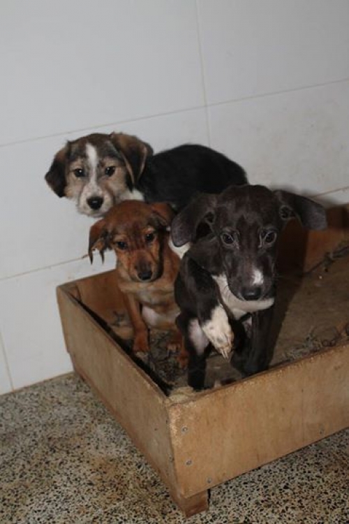 მეტისის ლეკვები უსახელო