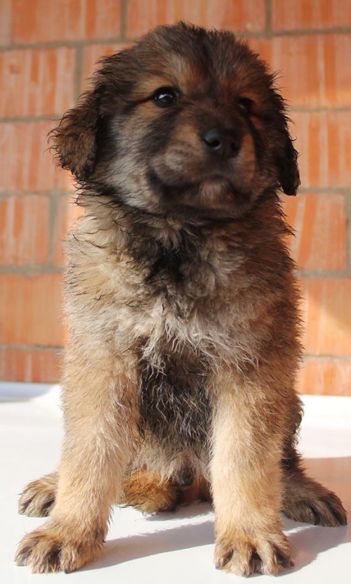 ქართული ქოფაკი უსახელო