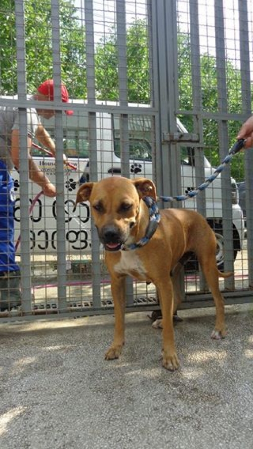 პიტი უსახელო