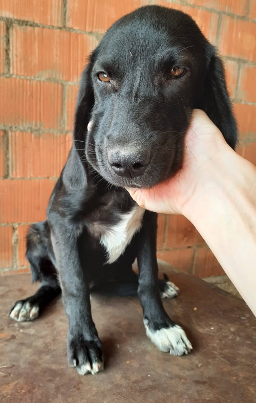 მეტისი ავლაბარი კობახიძეს სკოლა იბრახის ქუჩა