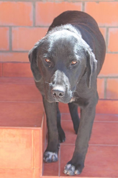 ლაბრადორი ბობი