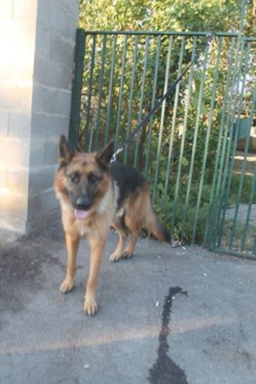 გერმანული ნაგაზი უსახელო