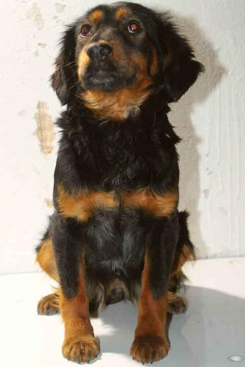 მეტისი უსახელო