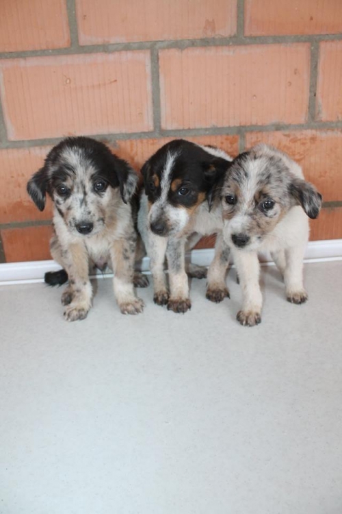 მეტისის ლეკვები უსახელო