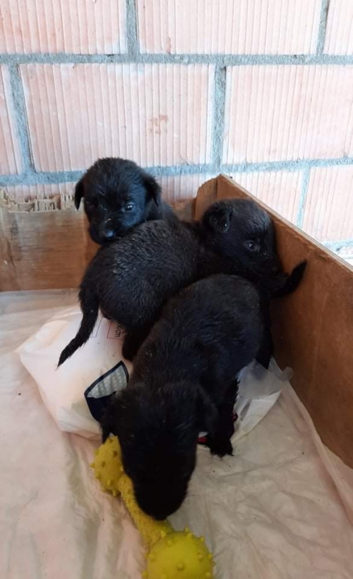 მეტისი ჩააბარეს გაჩუქების მიზნით