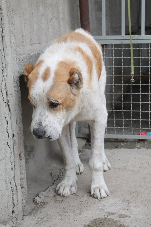 ქართული ნაგაზი უსახელო