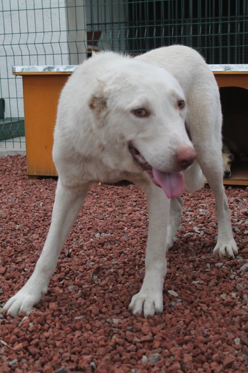 ქართული ნაგაზი ლომა