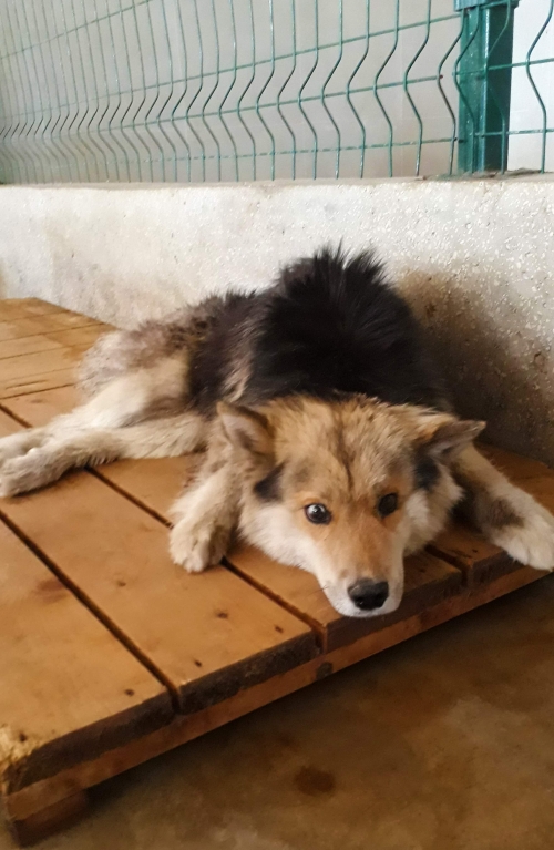 ლაიკის მეტისი უსახელო