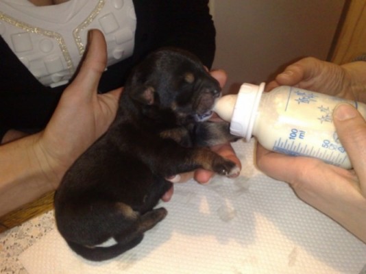 * გაჩუქებულები