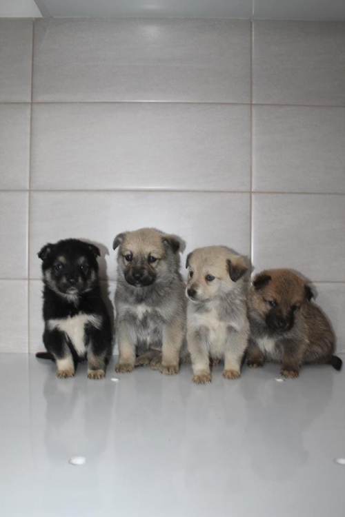 მეტისის ლეკვები უსახელო