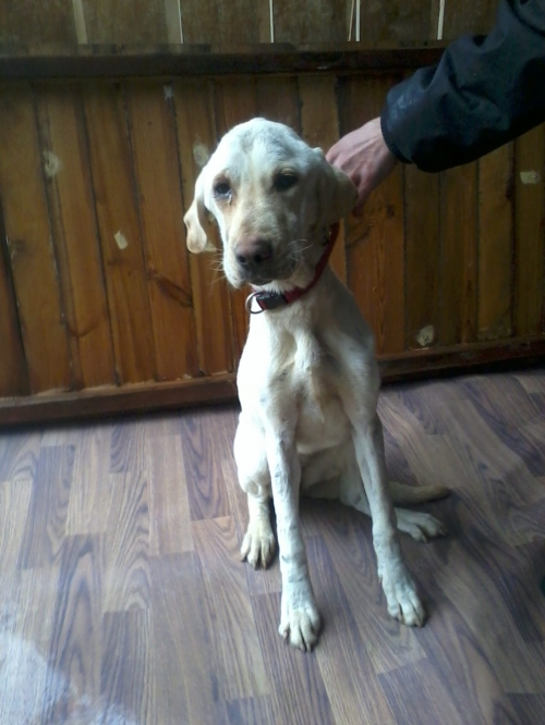 ლაბრადორი უცნობი