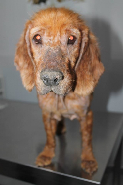 კოკერსპანიელი უსახელო