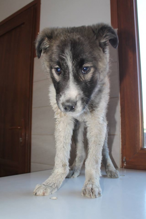 ქართული ქოფაკი უსახელო