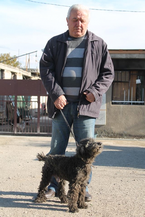 პუდელი პელე