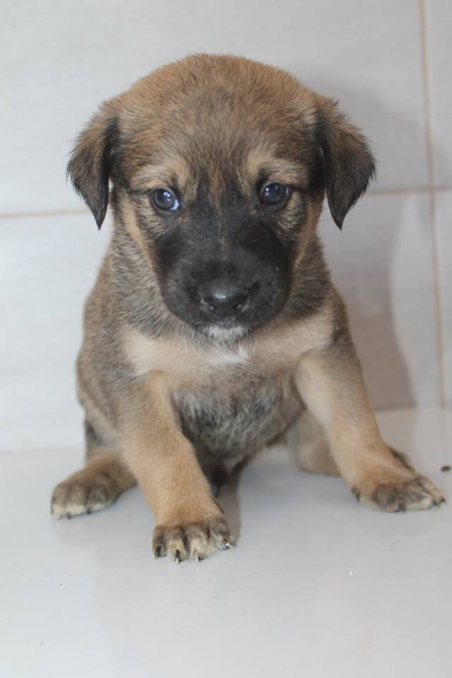 მეტისი უსახელო