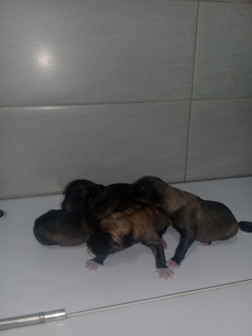 მეტისის ლეკვები უსახელო