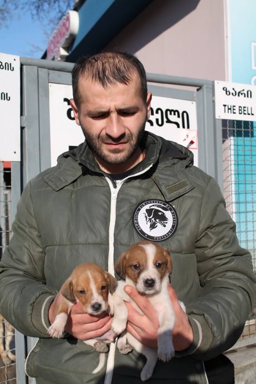 პოინტერის მეტისი უსახელო