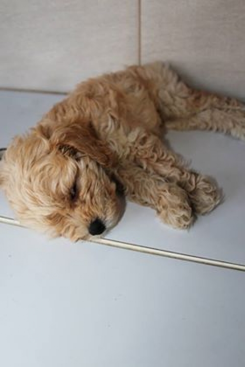 ბალონკა უსახელო