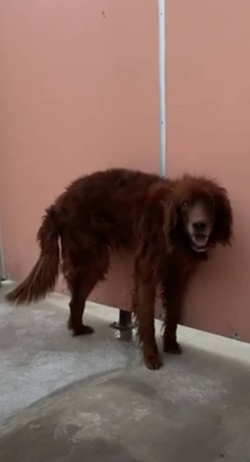 სეტერი თბილისი მოლი