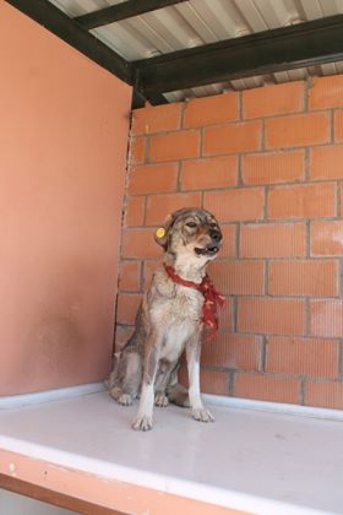 მეტისი დელფი