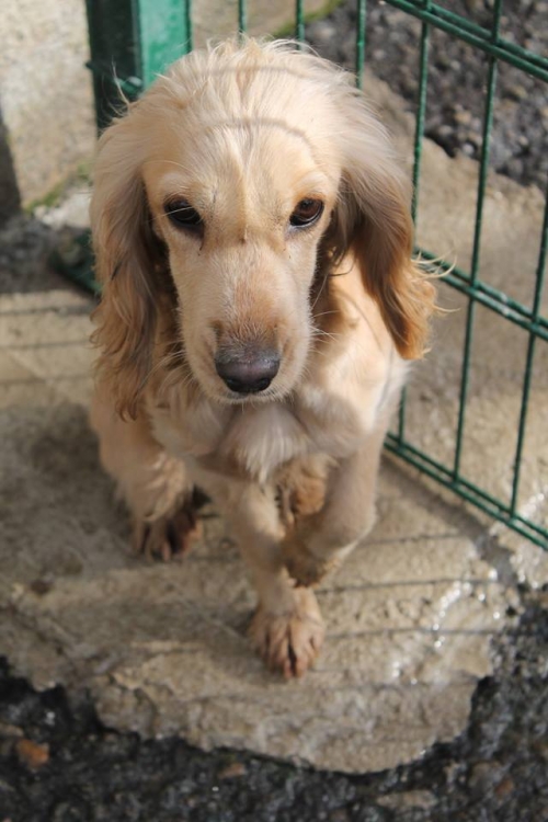 კოკერსპანიელი უსახელო