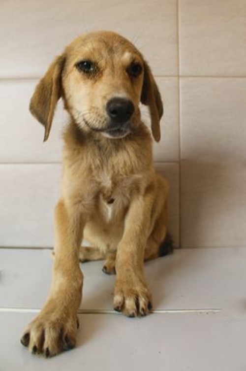 მეტისი უსახელო