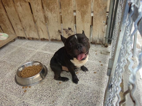 ფრანგული ბულდოგი უსახელო