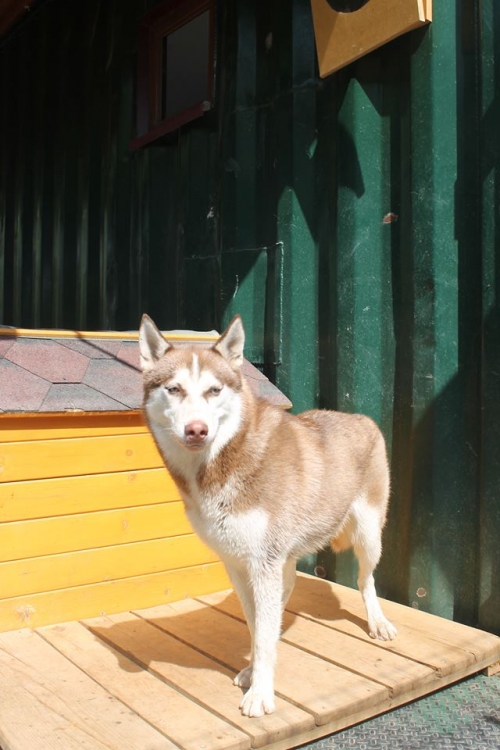 ლაიკა უსახელო