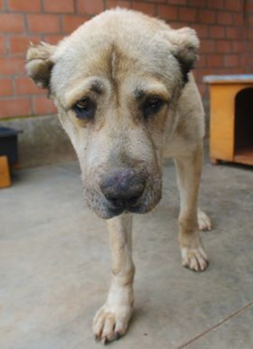 ქართული ნაგაზი დემონა