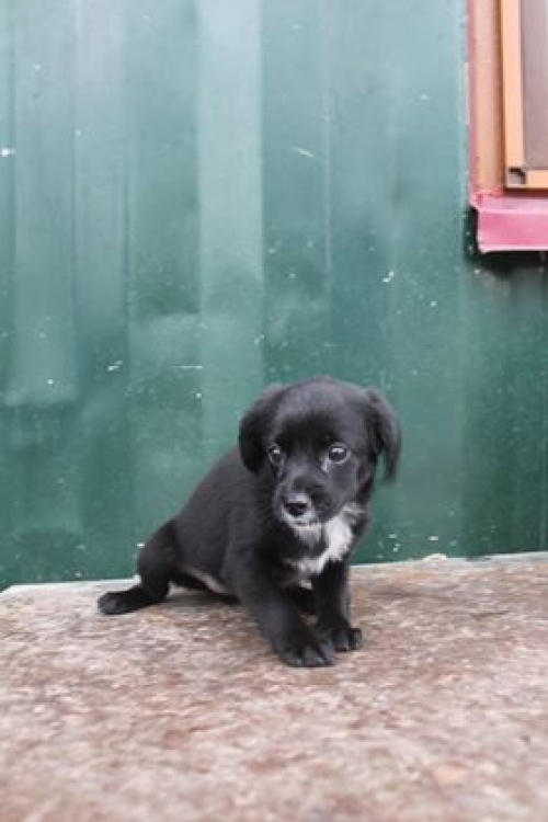 მეტისი უსახელო