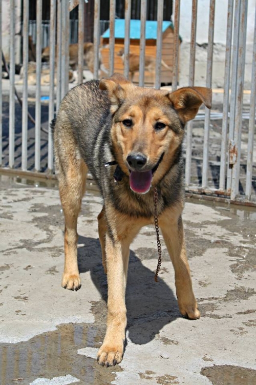 ლაიკის მეტისი მაქსი