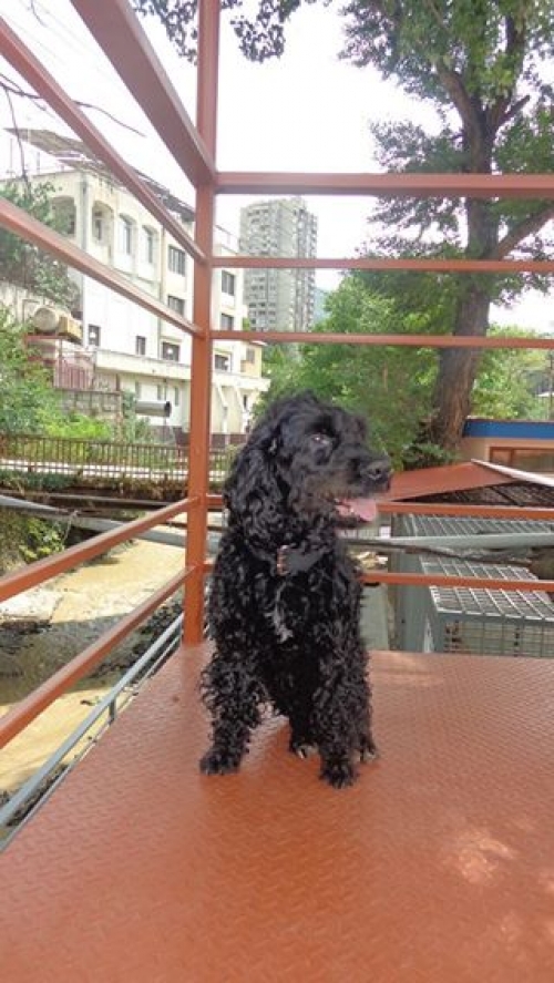 პუდელი უსახელო