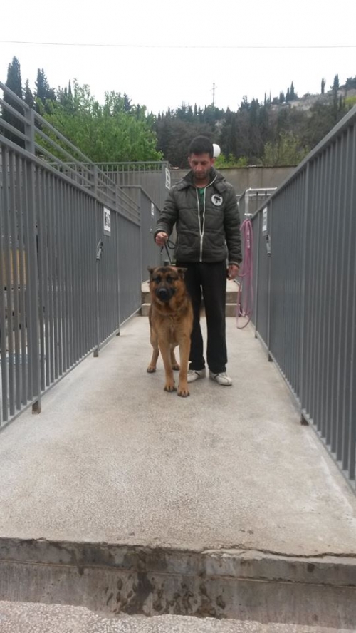 გერმანული ნაგაზი უსახელო