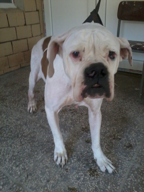 ამერიკული ბულდოგი ჯინა