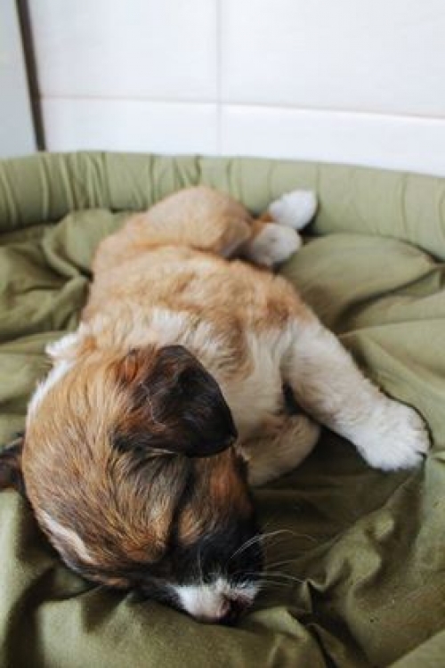 ქართული ქოფაკი უსახელო