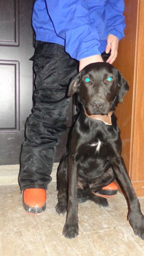 მეტისი ბომბო