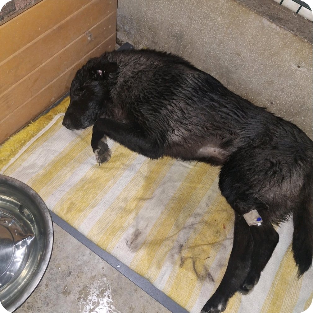 ქოფაკი. თელავი