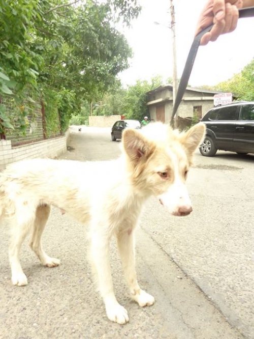 მეტისი უსახელო