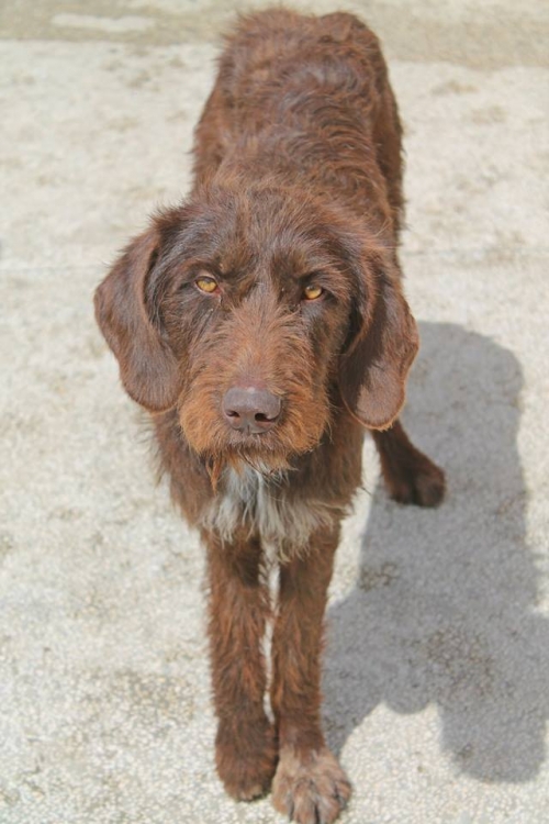 დრათხარის მეტისი უსახელო