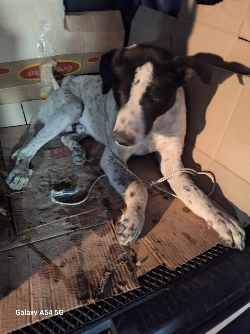 ქართული ქოფაკი არაგვის პირი