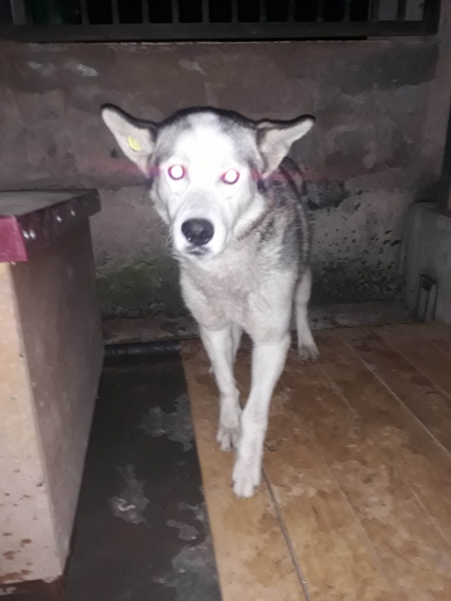 ლაიკა წერეთლის 140 ნომერი