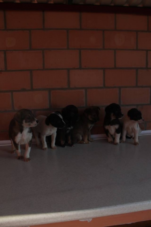 მეტისის ლეკვები უსახელო