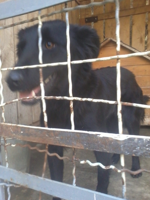 მეტისი ჩორნა