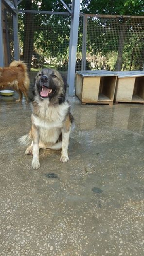 ქართული ნაგაზი უსახელო