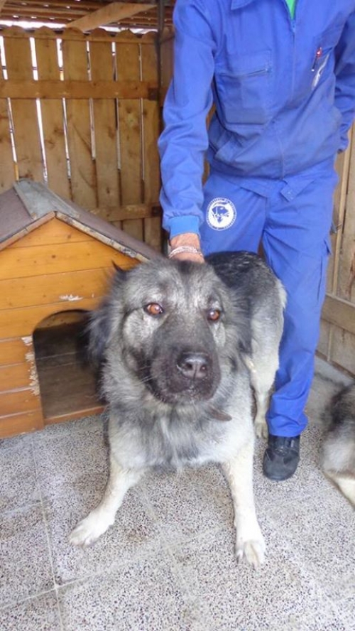 ქართული ნაგაზი ძივა