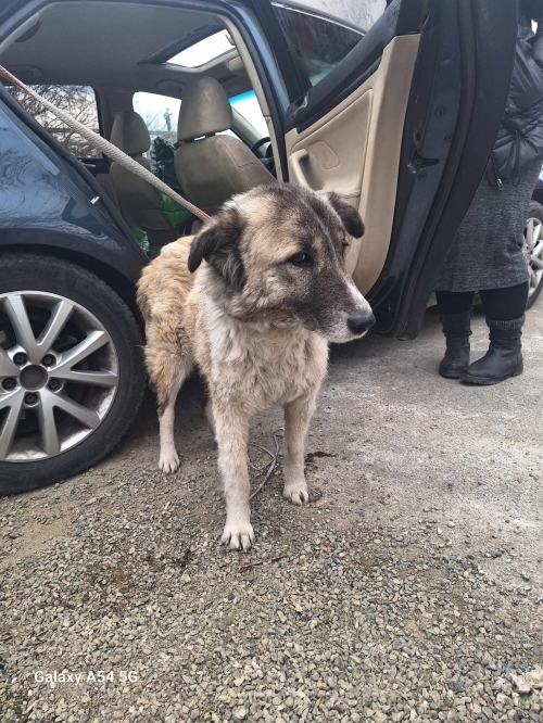 მეტისი გარდაბანი