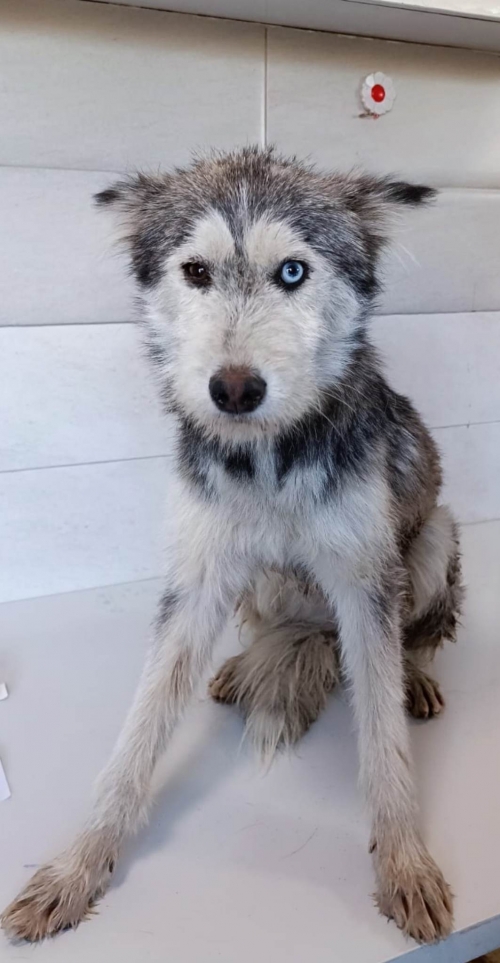 ლაიკა ია