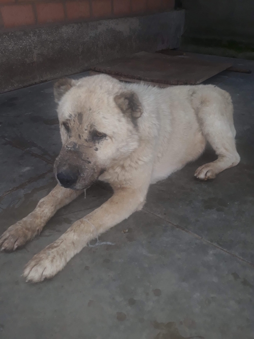 ქართული ნაგაზი საგურამო.