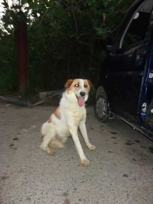 ქართული ქოფაკი უსახელო