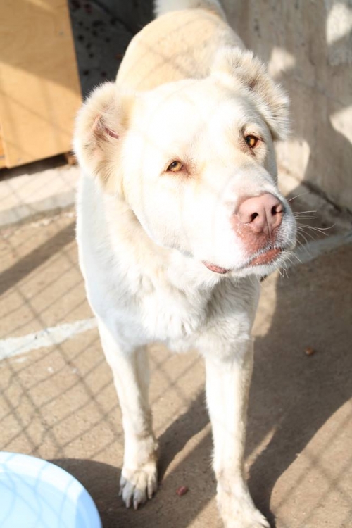 ქართული ნაგაზი ბომბორა